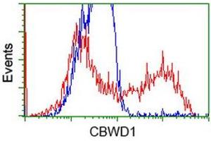 Image no. 2 for anti-COBW Domain Containing 1 (CBWD1) antibody (ABIN1497117) (CBWD1 Antikörper)
