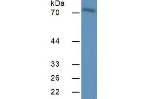 Rabbit Capture antibody from the kit in WB with Positive Control:  Mouse Placenta Tissue. (CAPN1 ELISA Kit)