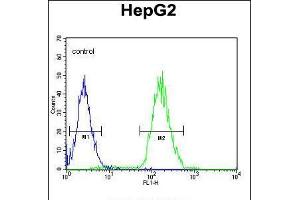 Flow cytometric analysis of HepG2 cells (right histogram) compared to a negative control cell (left histogram). (CDC14A Antikörper)