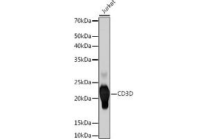 Western blot analysis of extracts of Jurkat cells, using CD3D Rabbit mAb (ABIN7266193) at 1:500 dilution. (CD3D Antikörper)