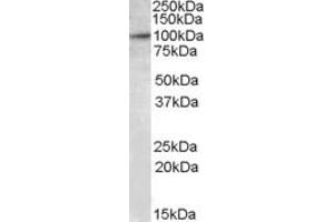 Western Blotting (WB) image for anti-E2F Transcription Factor 7 (E2F7) (AA 53-66) antibody (ABIN490460)