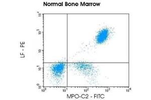 Image no. 1 for anti-Myeloperoxidase-C2 (FITC) and anti-Lactoferrin (PE) antibody pair (ABIN5662641) (anti-Myeloperoxidase-C2 (FITC) and anti-Lactoferrin (PE) antibody pair)