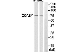 Western Blotting (WB) image for anti-Fas (TNFRSF6) Associated Factor 1 (FAF1) (C-Term) antibody (ABIN1850435) (FAF1 Antikörper  (C-Term))