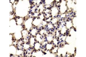 Immunohistochemistry of paraffin-embedded Mouse lung using BHLHE40 Polyclonal Antibody at dilution of 1:100 (40x lens). (BHLHE40 Antikörper)