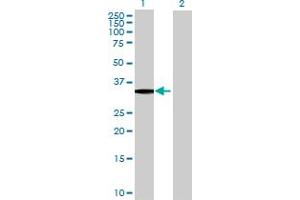 Western Blot analysis of MLF1 expression in transfected 293T cell line by MLF1 MaxPab polyclonal antibody. (MLF1 Antikörper  (AA 1-268))