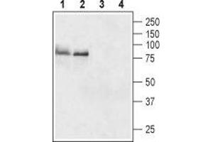 Western blot analysis of rat (lanes 1 and 3) and mouse (lanes 2 and 4) brain lysates: - 1,2. (TSH receptor Antikörper  (Extracellular, N-Term))