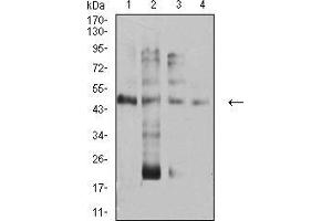 Western blot analysis using TFAP2A mouse mAb against Hela (1), PANC-1 (2), HEK293 (3), and RAW267.