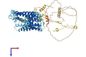 SLC12A8 Protein (AA 1-705) (His tag)