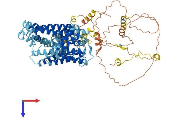 SLC12A8 Protein (AA 1-705) (His tag)