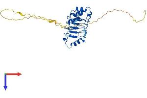 ANP32E Protein (AA 1-260) (His tag)