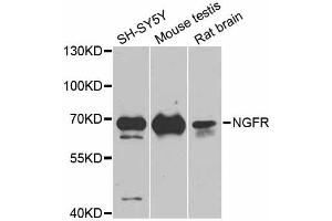 Western blot analysis of extracts of various cell lines, using NGFR antibody (ABIN5998347) at 1/1000 dilution. (NGFR Antikörper)