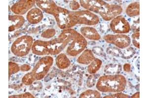 ABIN185190 (10µg/ml) staining of paraffin embedded Human Kidney. (USH1C Antikörper  (N-Term))