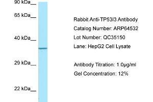 Western Blotting (WB) image for anti-Tumor Protein P53 Inducible Protein 3 (TP53I3) (C-Term) antibody (ABIN2789866) (TP53I3 Antikörper  (C-Term))