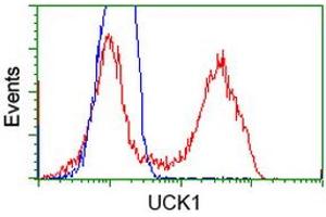 HEK293T cells transfected with either RC220876 overexpress plasmid (Red) or empty vector control plasmid (Blue) were immunostained by anti-UCK1 antibody (ABIN2453771), and then analyzed by flow cytometry. (UCK1 Antikörper)