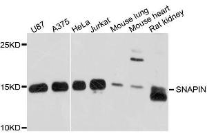 Western blot analysis of extracts of various cell lines, using SNAPIN antibody. (SNAPIN Antikörper  (AA 1-136))