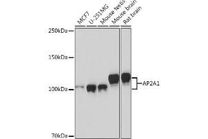 Western blot analysis of extracts of various cell lines, using  Rabbit mAb (ABIN1681069, ABIN3018897, ABIN3018898 and ABIN7101684) at 1:1000 dilution. (alpha Adaptin Antikörper)