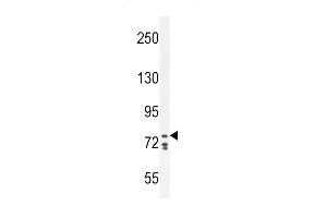 CDH24 Antibody (N-term) (ABIN656094 and ABIN2845437) western blot analysis in K562 cell line lysates (35 μg/lane). (Cadherin 24 Antikörper  (N-Term))