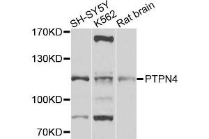 Western blot analysis of extracts of various cell lines, using PTPN4 antibody (ABIN5972222) at 1/1000 dilution. (PTPN4 Antikörper)