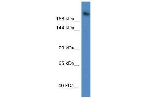 WB Suggested Anti-WDR87 Antibody Titration: 1. (WDR87 Antikörper  (C-Term))