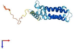 CKLF-Like MARVEL Transmembrane Domain Containing 2A (CMTM2A) (AA 1-169) protein (His tag)