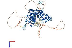 Calpain 15/SOLH Protein (AA 1-1086) (His tag)