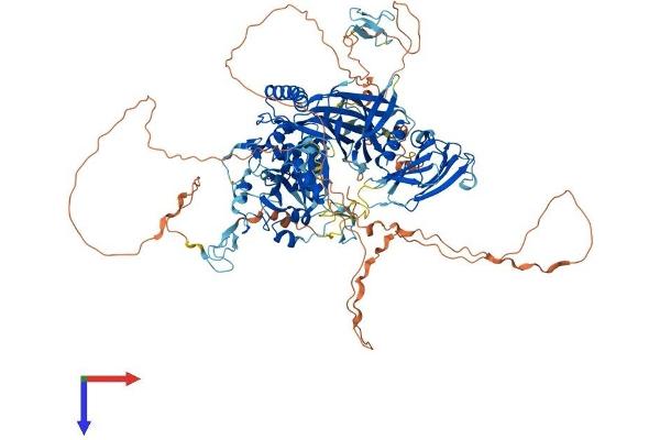 Calpain 15/SOLH Protein (AA 1-1086) (His tag)