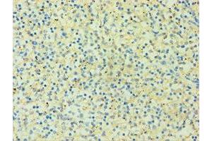 Immunohistochemistry (IHC) image for anti-HLA Class I Histocompatibility Antigen, alpha Chain G (HLAG) (AA 20-230) antibody (ABIN7155546)