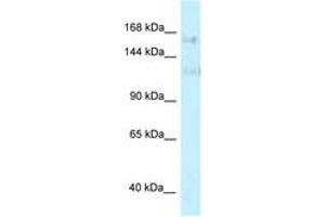 Image no. 1 for anti-PRP40 Pre-mRNA Processing Factor 40 Homolog A (PRPF40A) (AA 851-900) antibody (ABIN6747739) (PRPF40A Antikörper  (AA 851-900))