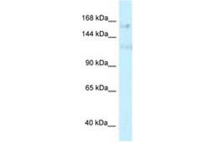 PRPF40A anticorps  (AA 851-900)
