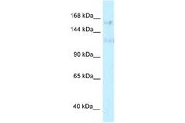 PRPF40A antibody  (AA 851-900)