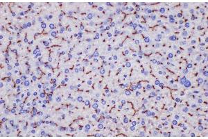 Immunohistochemistry of paraffin-embedded Mouse liver using Ceacam1 Polycloanl Antibody at dilution of 1:200 (CEACAM1 Antikörper)
