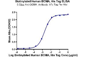 Immobilized Anti-BCMA Antibody, hFc Tag at 0.