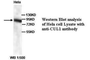 Image no. 1 for anti-Cullin 1 (CUL1) (N-Term) antibody (ABIN791065) (Cullin 1 Antikörper  (N-Term))