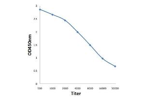 Antigen: 0. (Msk1/2 (AA 49-94) Antikörper)