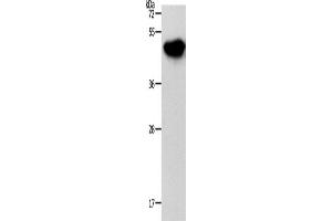 Western Blotting (WB) image for anti-NDRG Family Member 3 (NDRG3) antibody (ABIN2426721) (NDRG3 Antikörper)