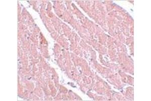 Immunohistochemistry of ATG13 in mouse heart with ATG13 antibody at 5 μg/ml.