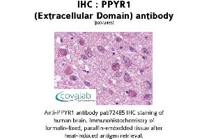 Image no. 1 for anti-Neuropeptide Y Receptor Y4 (NPY4R) (2nd Extracellular Domain) antibody (ABIN1738312) (NPY4R Antikörper  (2nd Extracellular Domain))