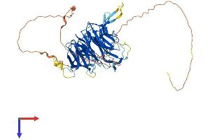 CHAF1B Protein (AA 1-559) (His tag)