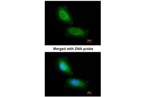 ICC/IF Image Immunofluorescence analysis of paraformaldehyde-fixed HeLa, using CCDC68, antibody at 1:200 dilution. (CCDC68 Antikörper)