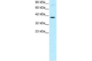 Human HepG2; WB Suggested Anti-KIN Antibody Titration: 0. (KIN Antikörper  (Middle Region))