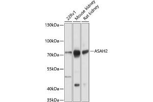 Western blot analysis of extracts of various cell lines, using  antibody (ABIN6129935, ABIN6137162, ABIN6137164 and ABIN6216285) at 1:1000 dilution. (ASAH2 Antikörper  (AA 80-340))