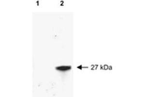 Western blot of RFP recombinant protein detected with RFP polyclonal antibody . (RFP Antikörper)