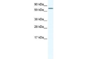 WB Suggested Anti-MEF2A Antibody Titration:  2. (MEF2A Antikörper  (N-Term))