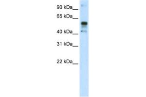 Western Blotting (WB) image for anti-Nuclear Factor (erythroid-Derived 2)-Like 2 (NFE2L2) antibody (ABIN2461777) (NRF2 Antikörper)