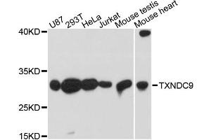 Western blot analysis of extracts of various cell lines, using TXNDC9 antibody. (TXNDC9 Antikörper)