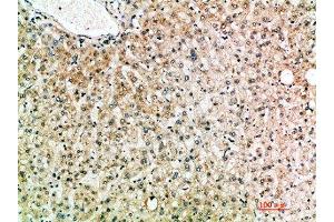 Immunohistochemical analysis of paraffin-embedded human-liver, antibody was diluted at 1:200 (IL-19 Antikörper  (AA 51-100))