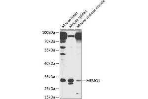 Western blot analysis of extracts of various cell lines, using MEMO1 antibody  at 1:1000 dilution. (MEMO1 Antikörper  (AA 1-297))