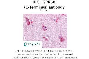 Image no. 1 for anti-G Protein-Coupled Receptor 68 (GPR68) (C-Term) antibody (ABIN1735156) (GPR68 Antikörper  (C-Term))