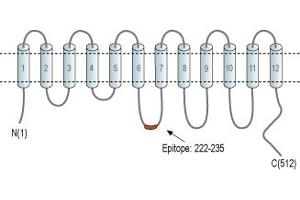 Representative domain view of the target of ABIN7043750.