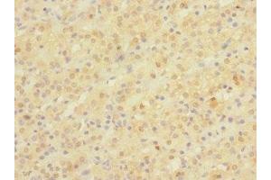Immunohistochemistry of paraffin-embedded human adrenal gland tissue using ABIN7161998 at dilution of 1:100 (NPM2 Antikörper  (AA 1-136))